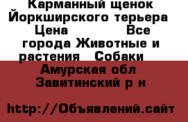 Карманный щенок Йоркширского терьера › Цена ­ 30 000 - Все города Животные и растения » Собаки   . Амурская обл.,Завитинский р-н